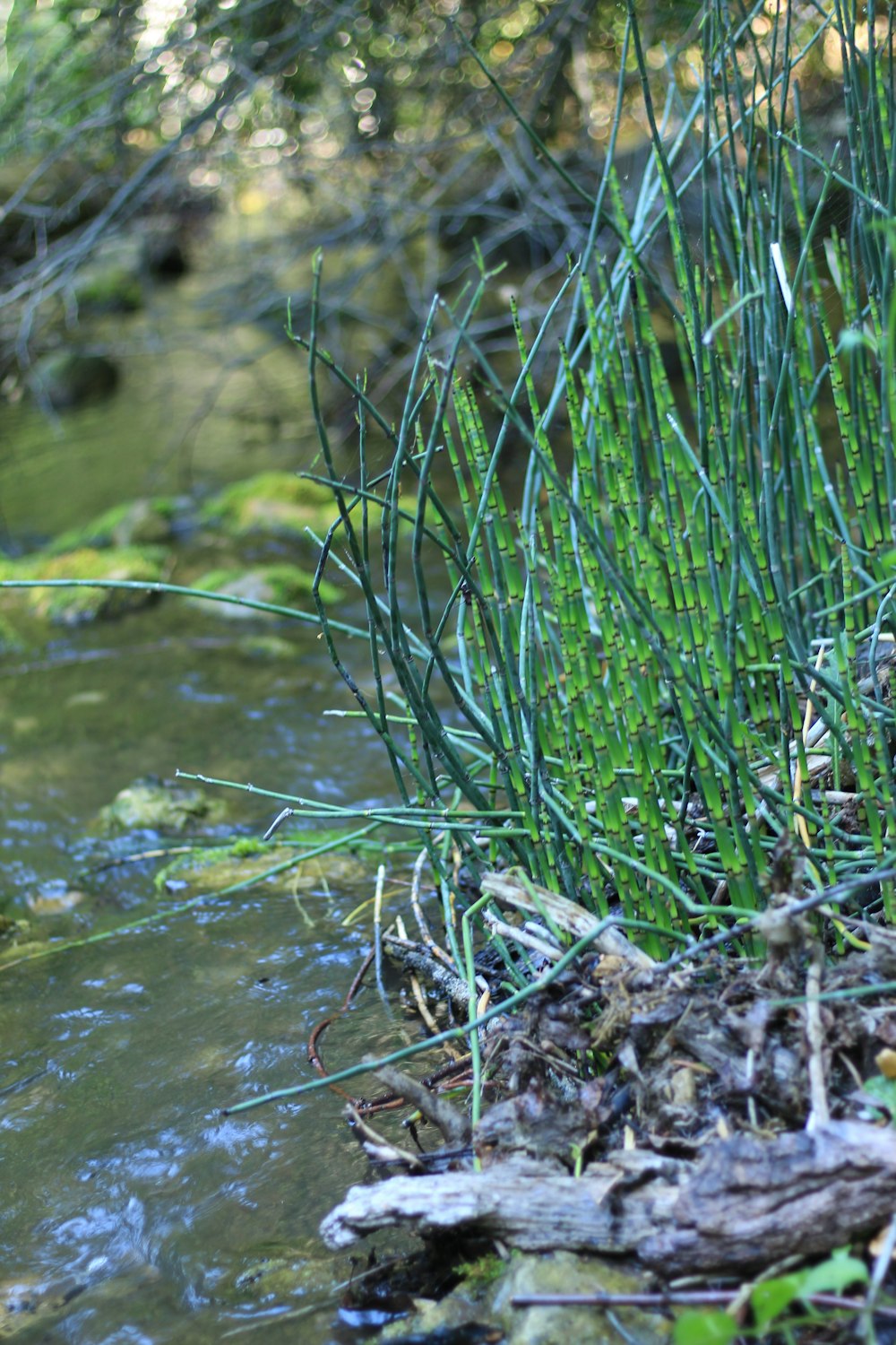 a close-up of some grass