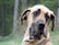 A close-up of a large dog with drooping ears and a gentle expression, standing in a natural, wooded setting.