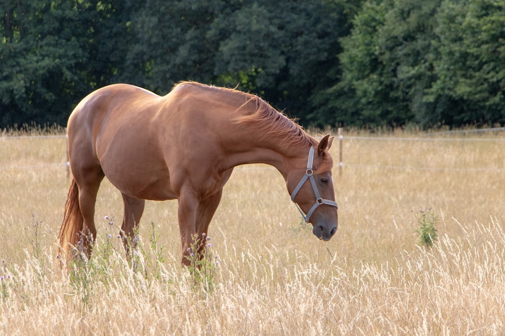 a horse in a field
