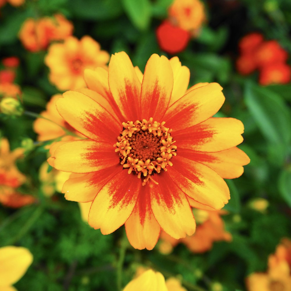 a yellow flower with red center