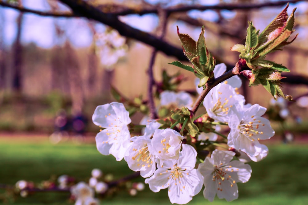 Un primo piano di fiori su un albero