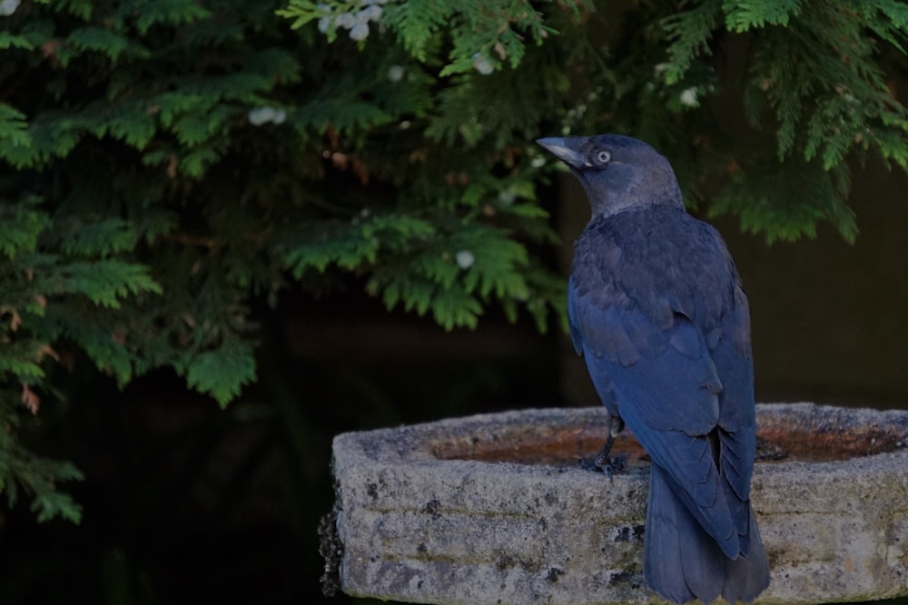 a bird sitting on a rock