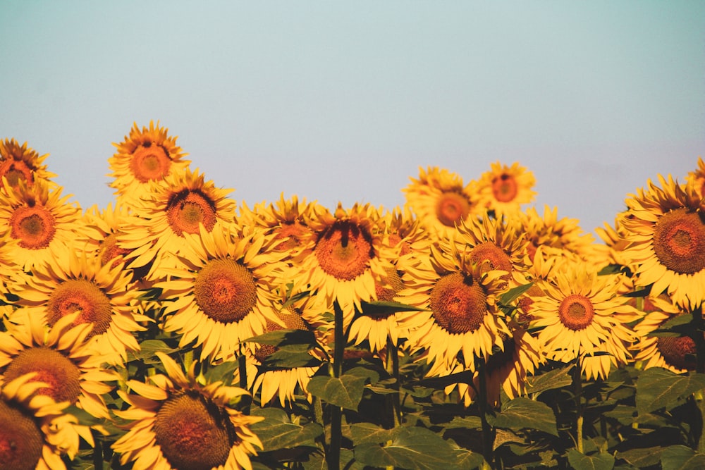 a group of sunflowers