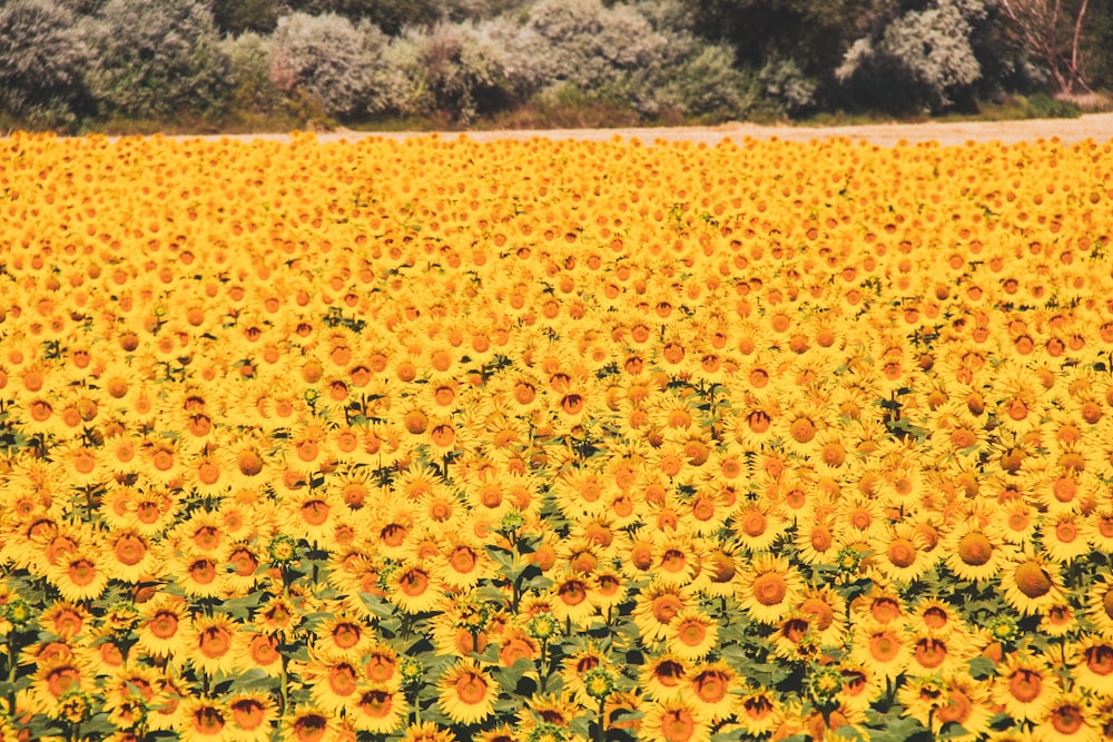 a field of flowers