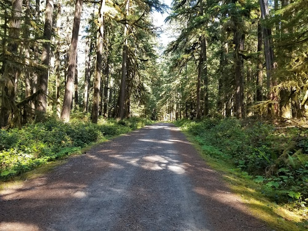 a dirt road in a forest