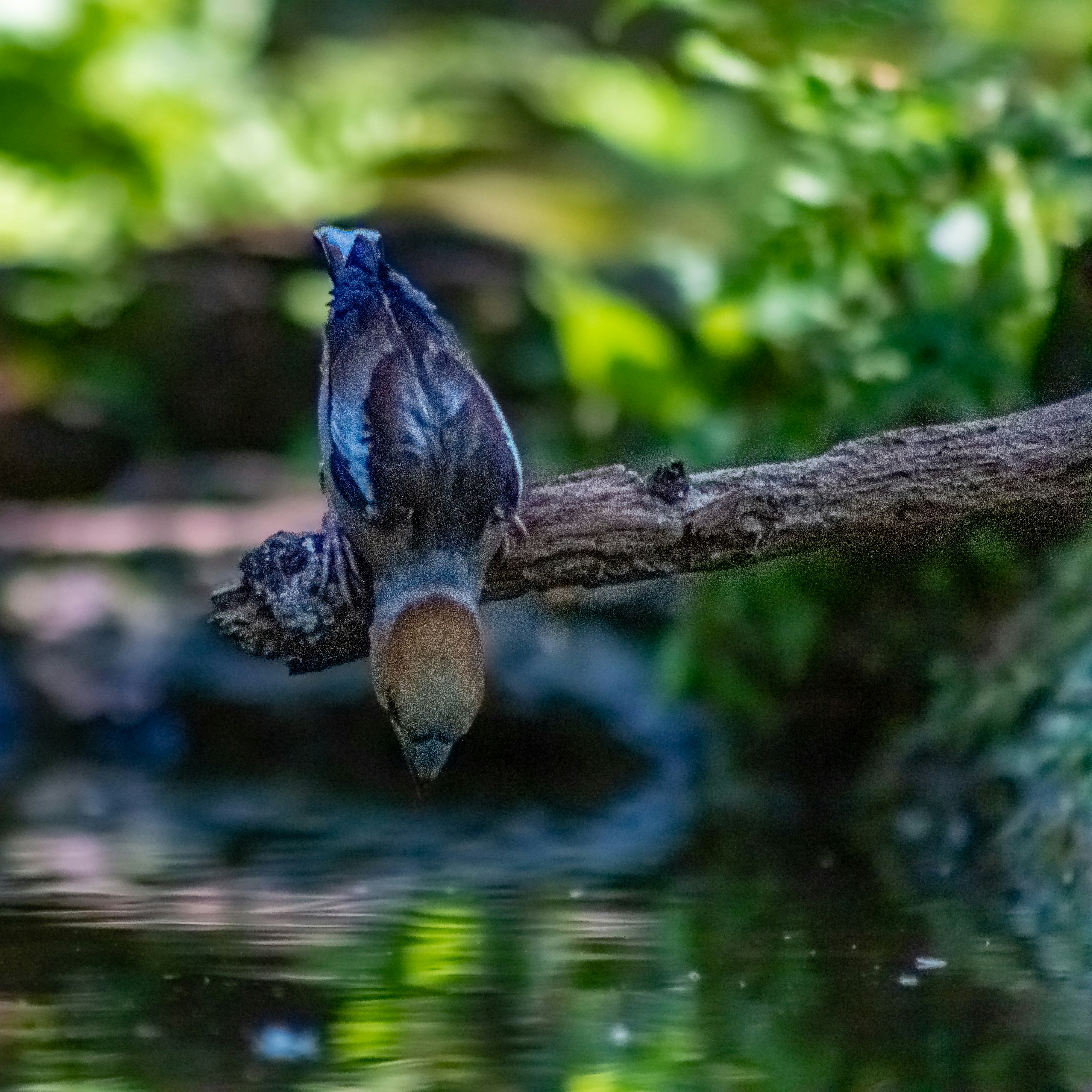 Photo by kennygoossen