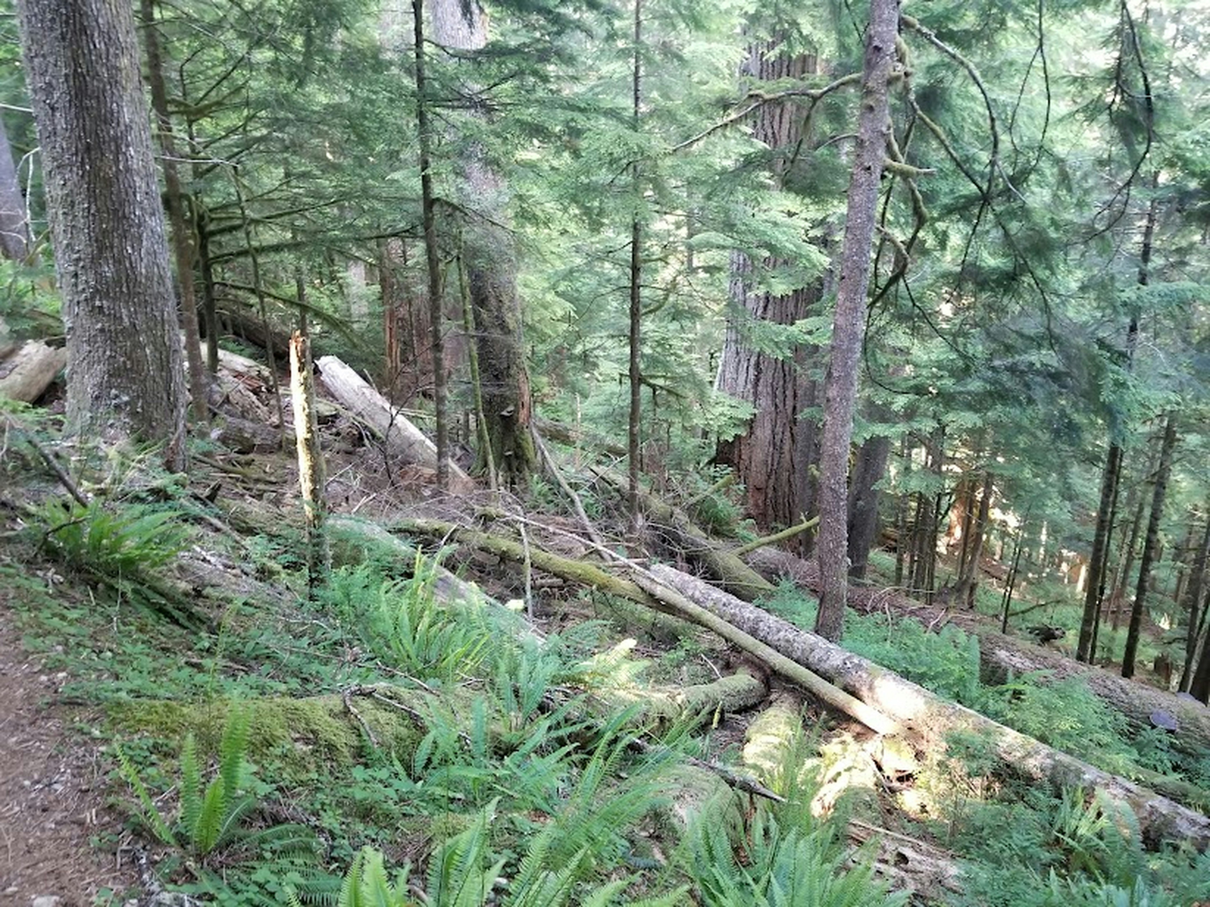 a fallen tree in a forest
