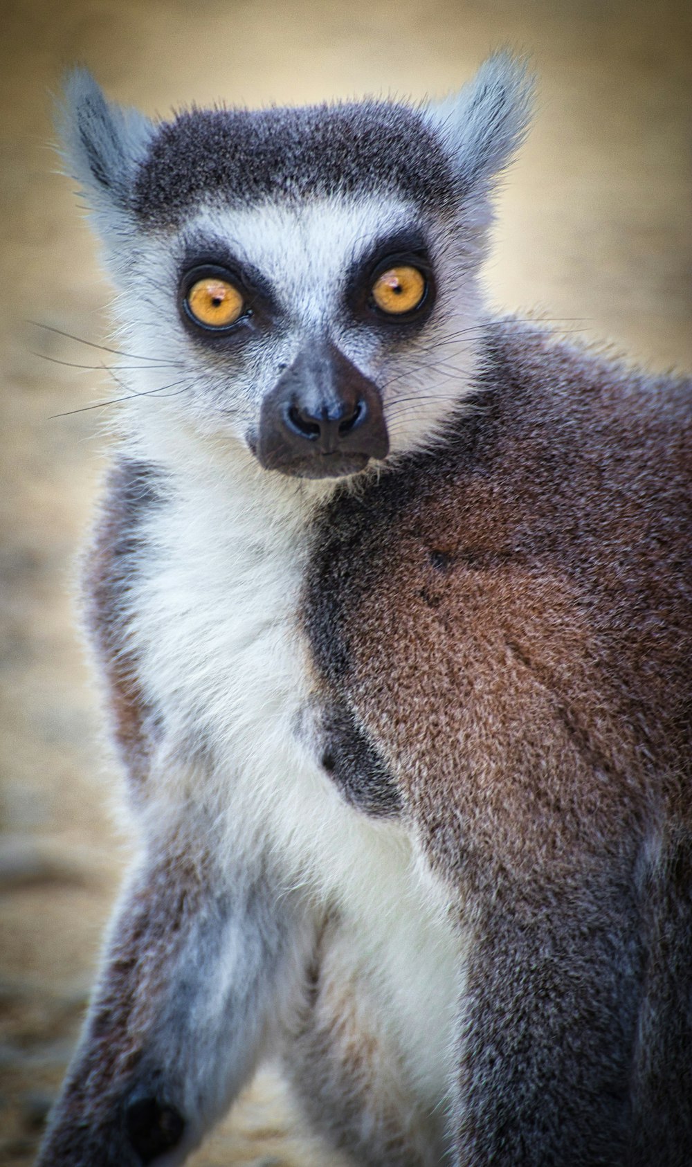 a lemur with yellow eyes