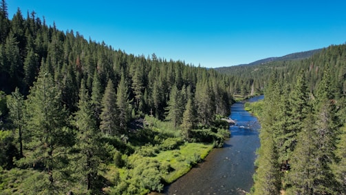 a river running through a forest with Clearwater National Forest in the background