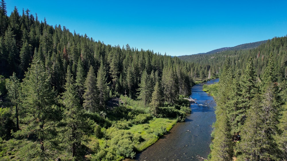 une rivière traversant une forêt avec la forêt nationale de Clearwater en arrière-plan