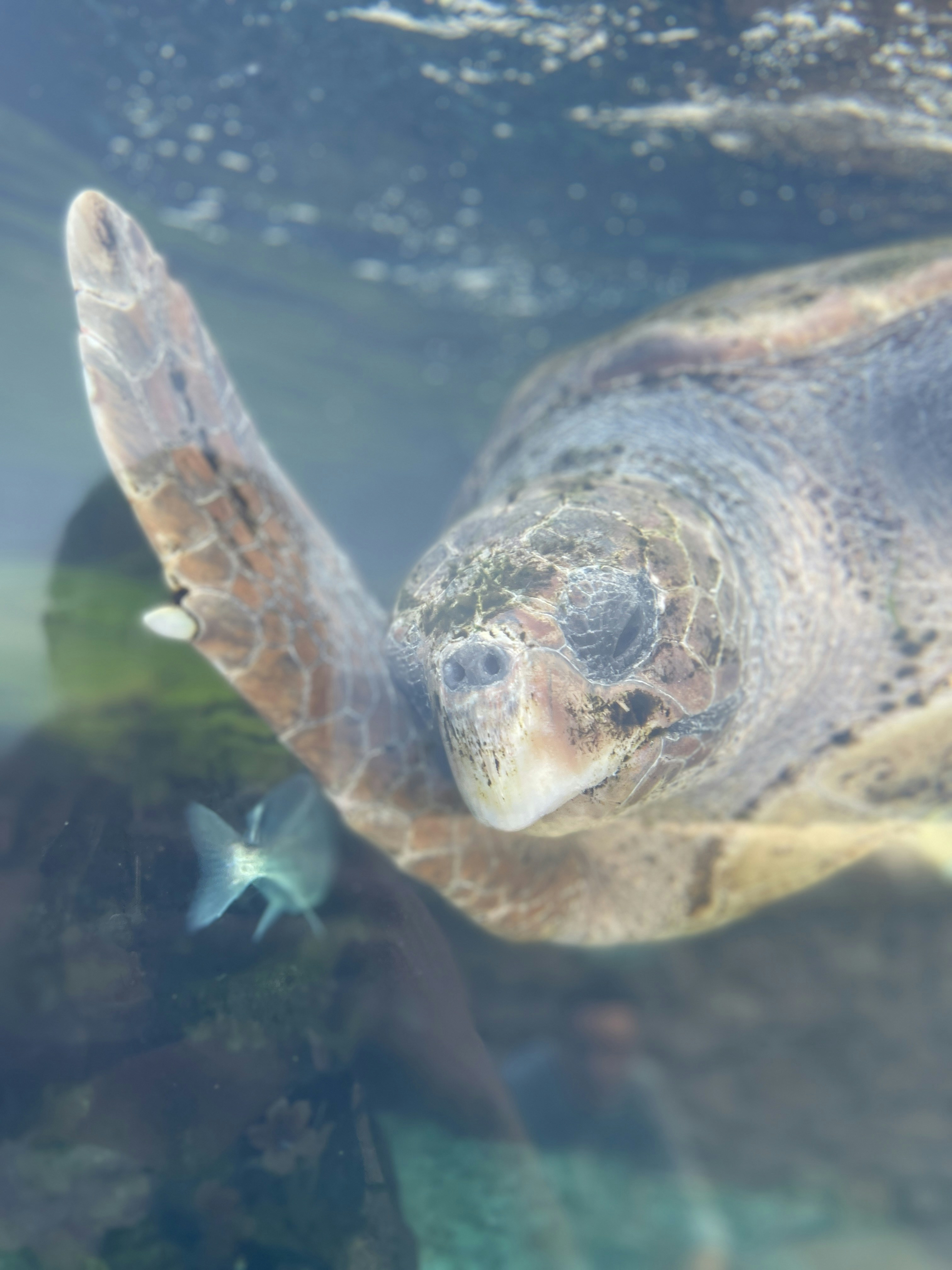 Photo by nicoletadobarleanu