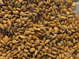 Workers inspecting sunflower seeds in a processing plant.