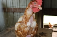 A close-up of a chicken with a red comb and wattles standing inside a coop. Another chicken is blurred in the background, and a wire fence is visible to the left.
