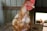 A close-up of a farmer inspecting healthy chickens in a spacious barn.