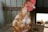 A close-up of a farmer inspecting healthy chickens in a spacious barn.