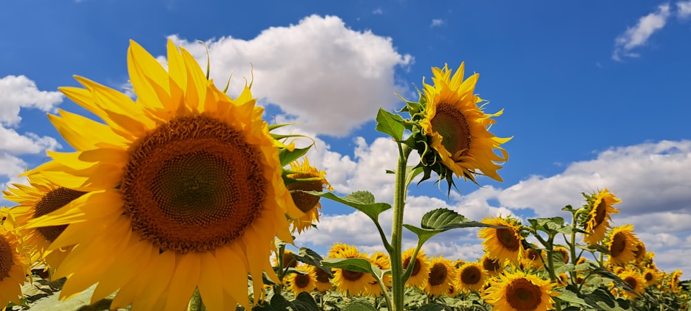 a large sunflower with a blue sky in the background