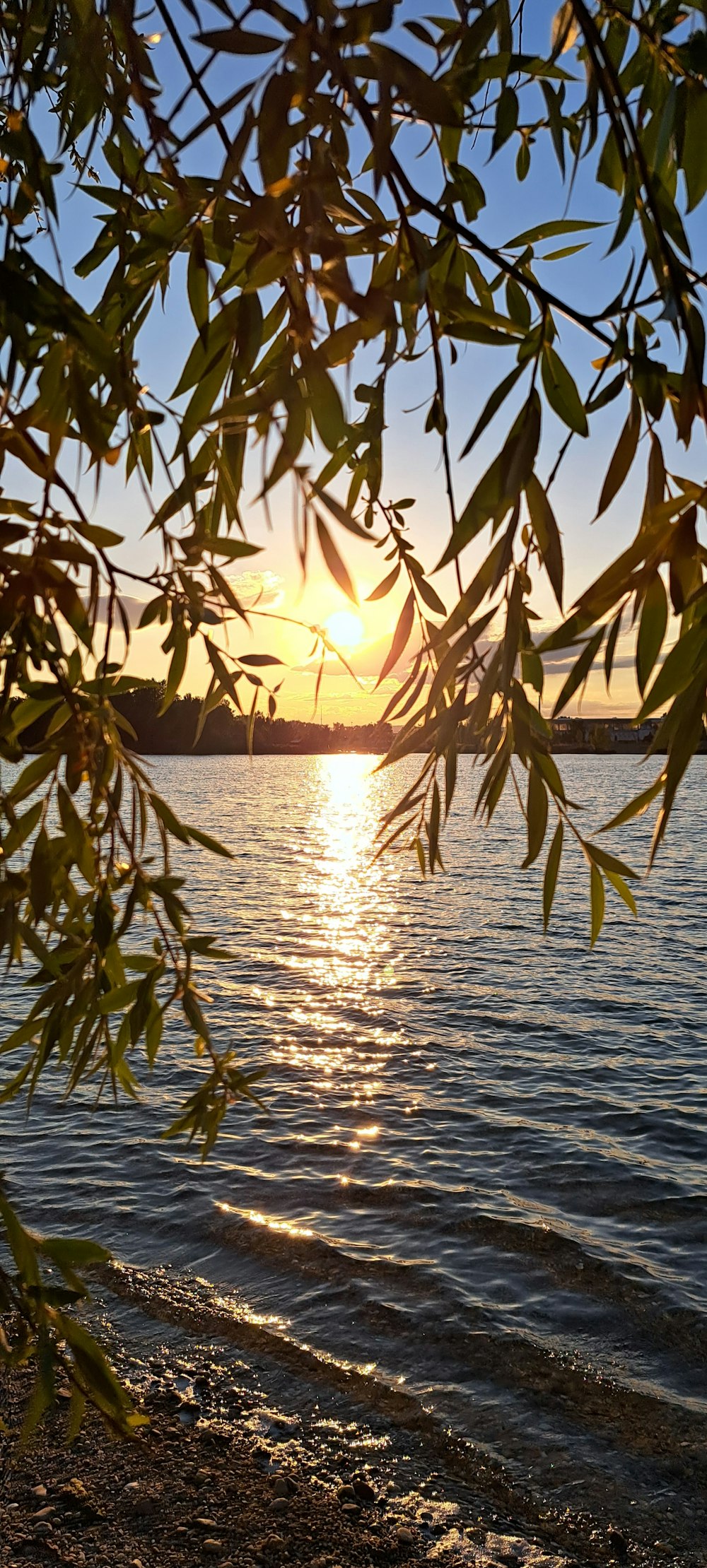 a tree next to a body of water