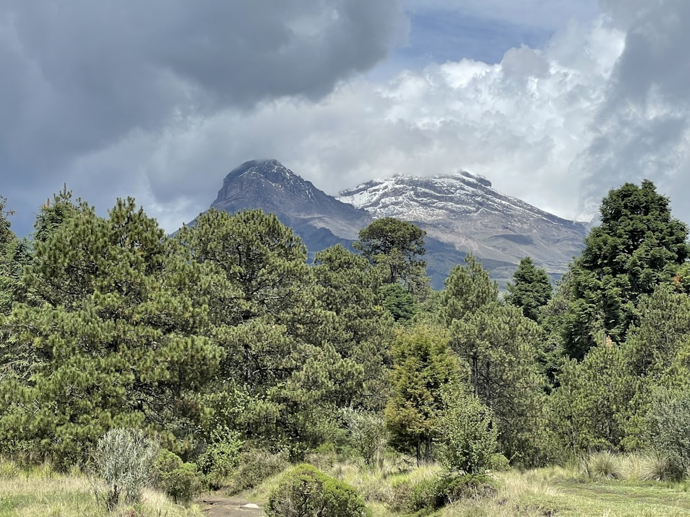 a forest with mountains in the background