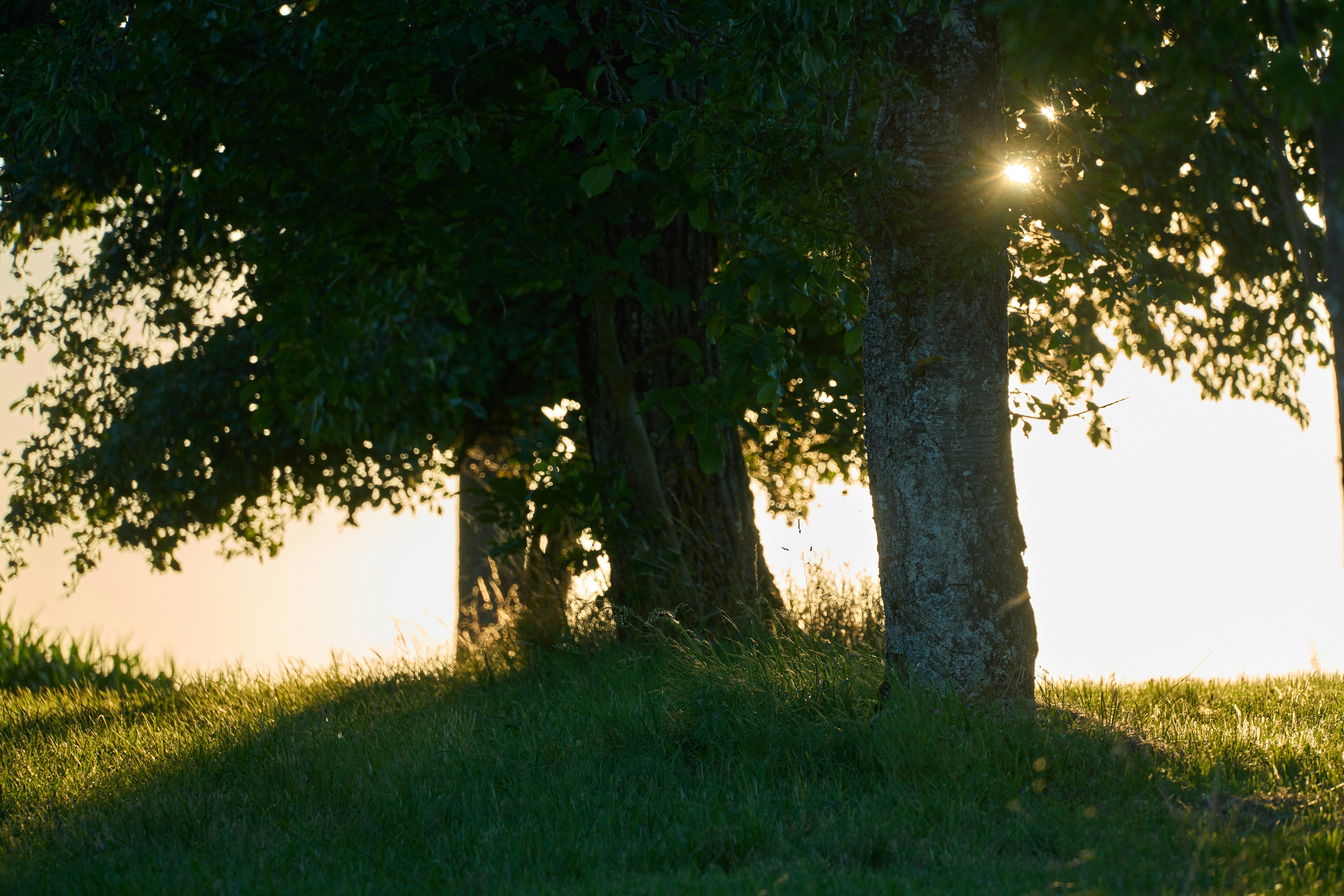 Photo by wolfgang_hasselmann