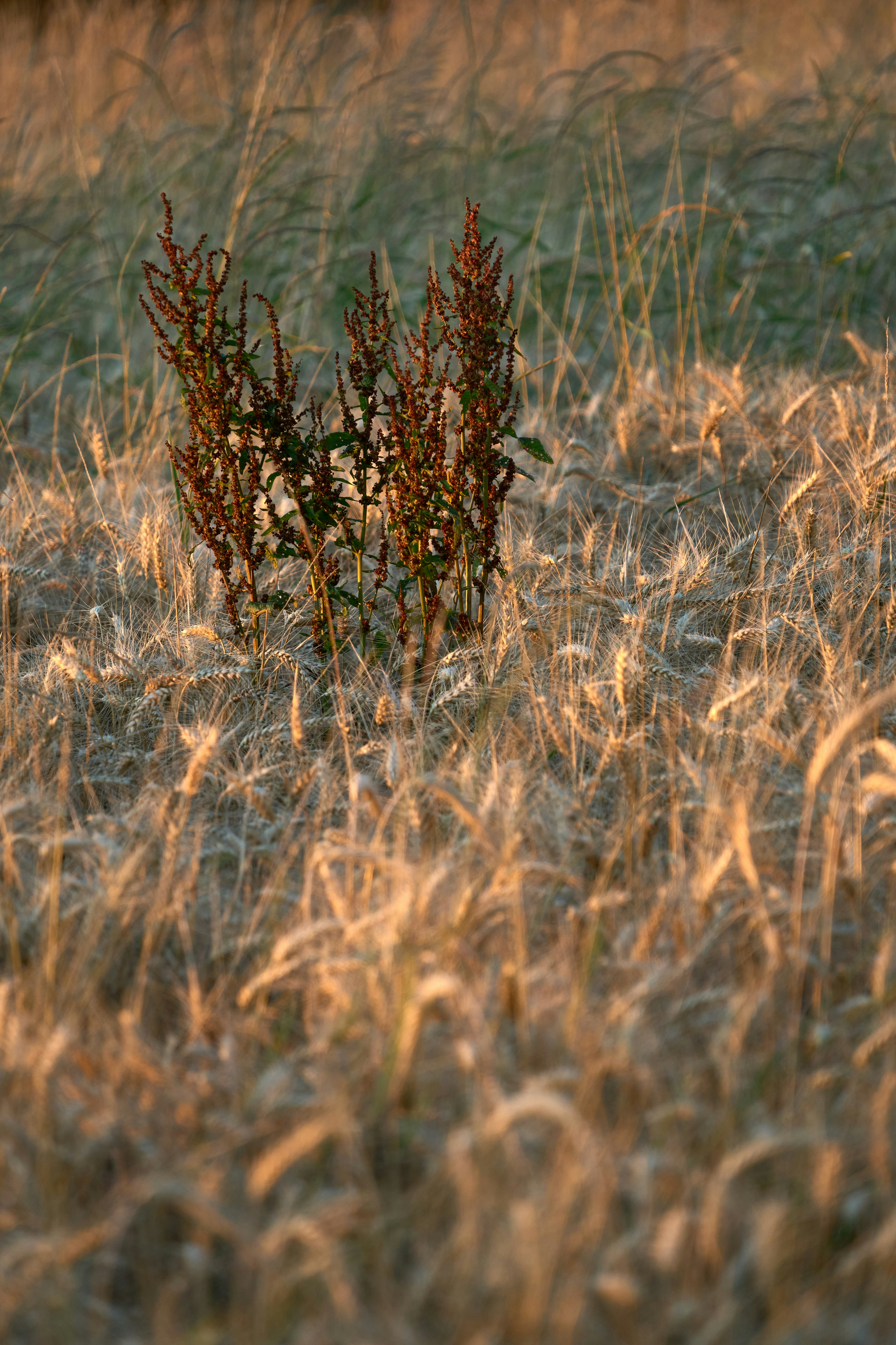 Photo by wolfgang_hasselmann