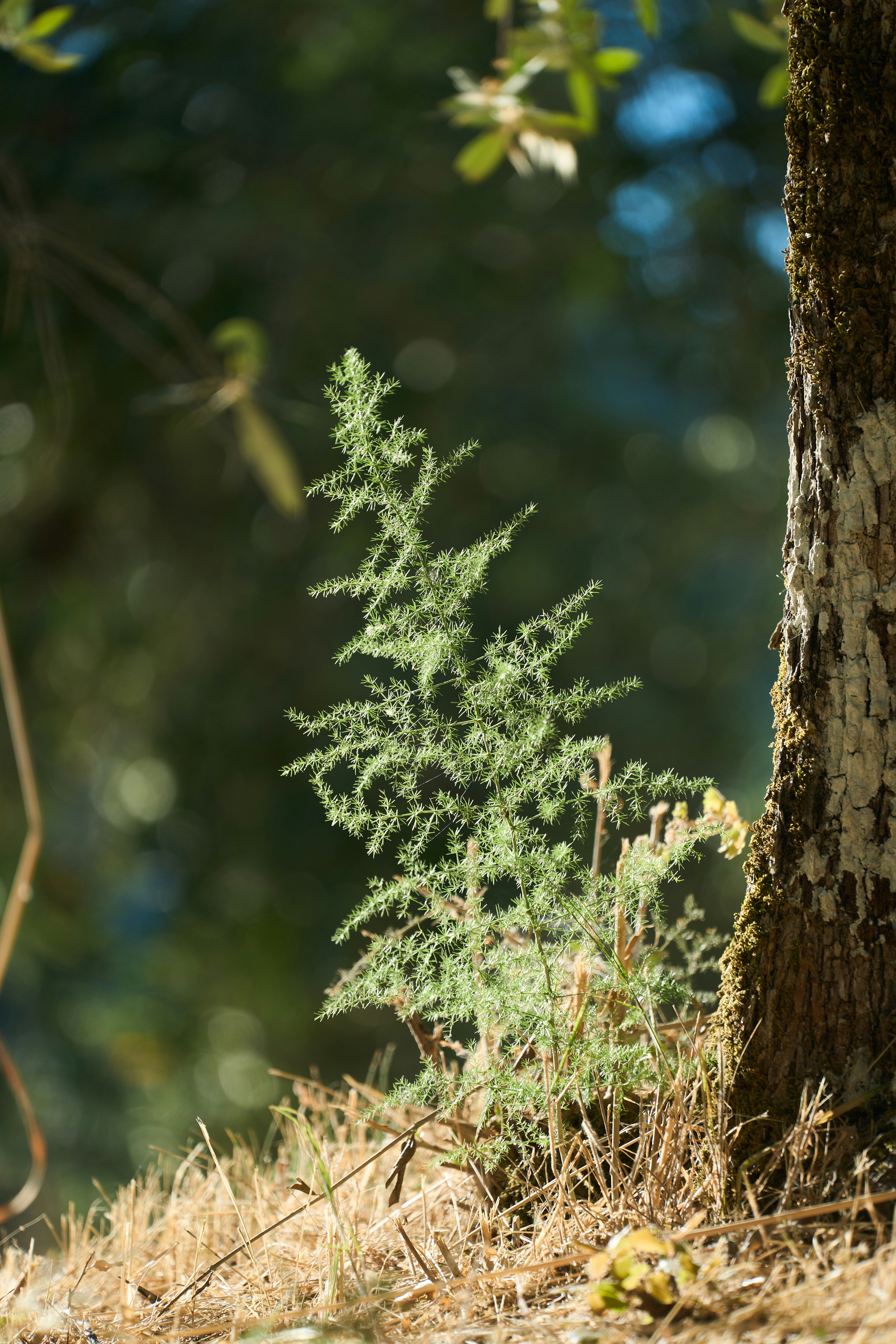 Photo by wolfgang_hasselmann