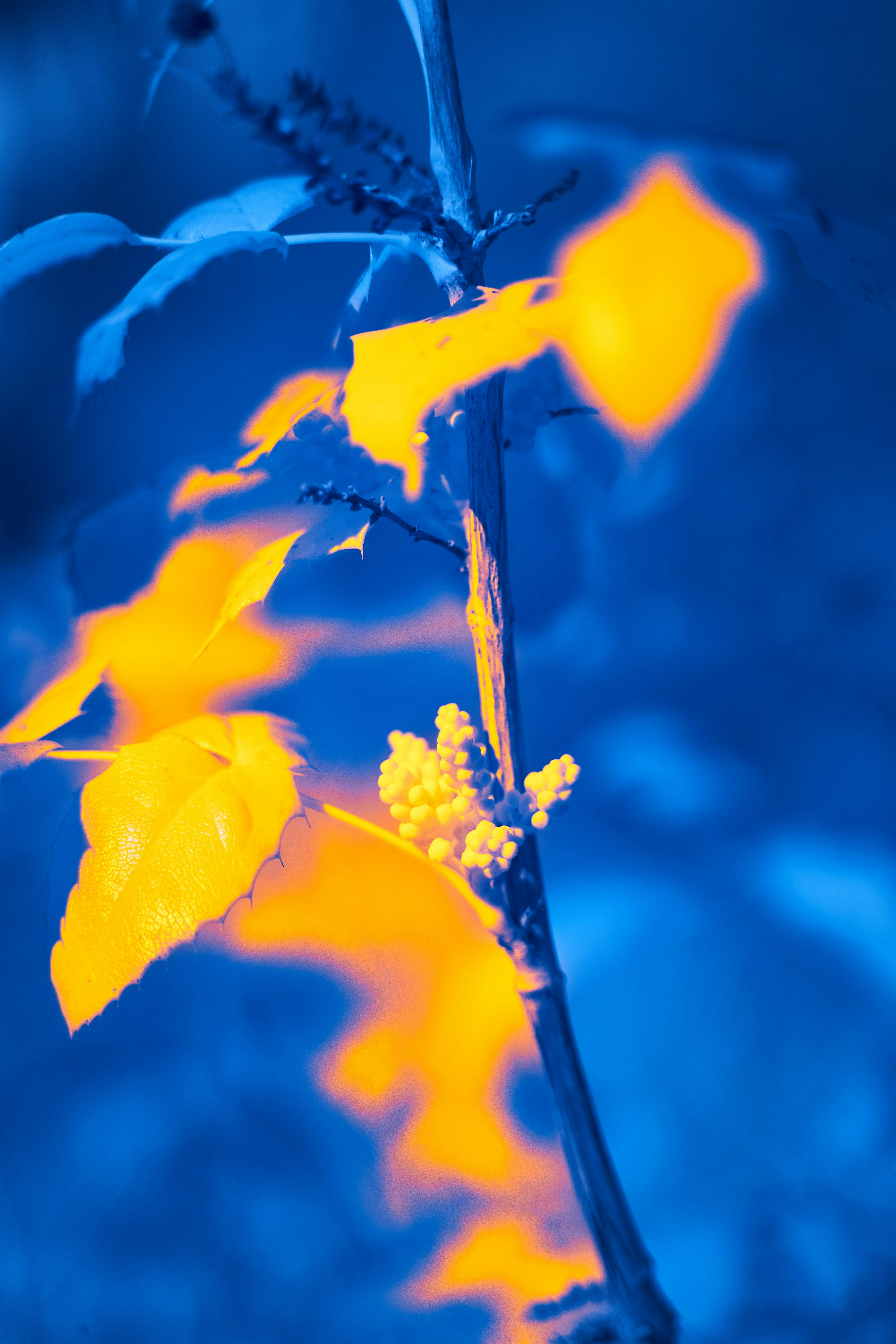 Photo by wolfgang_hasselmann