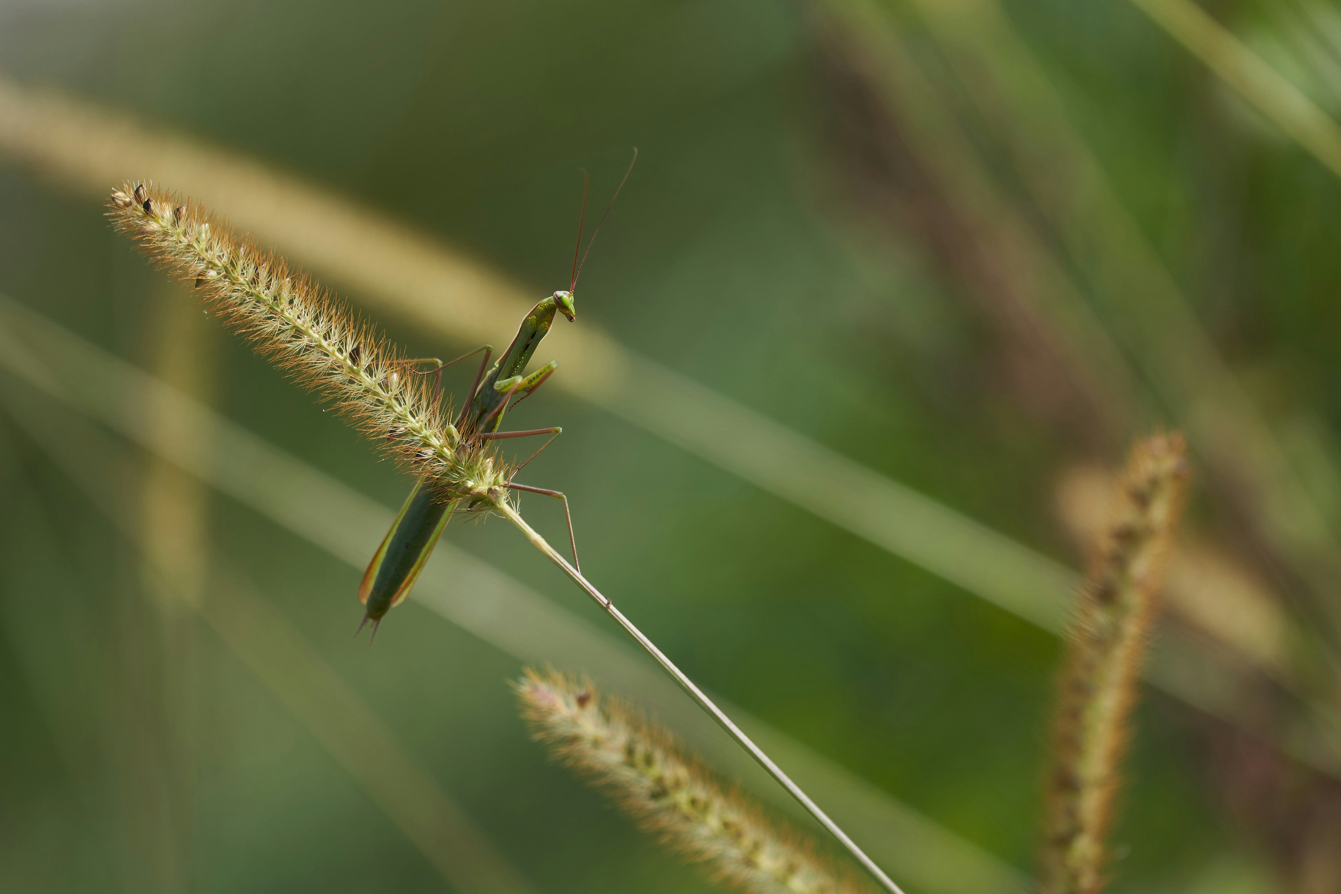 Photo by wolfgang_hasselmann