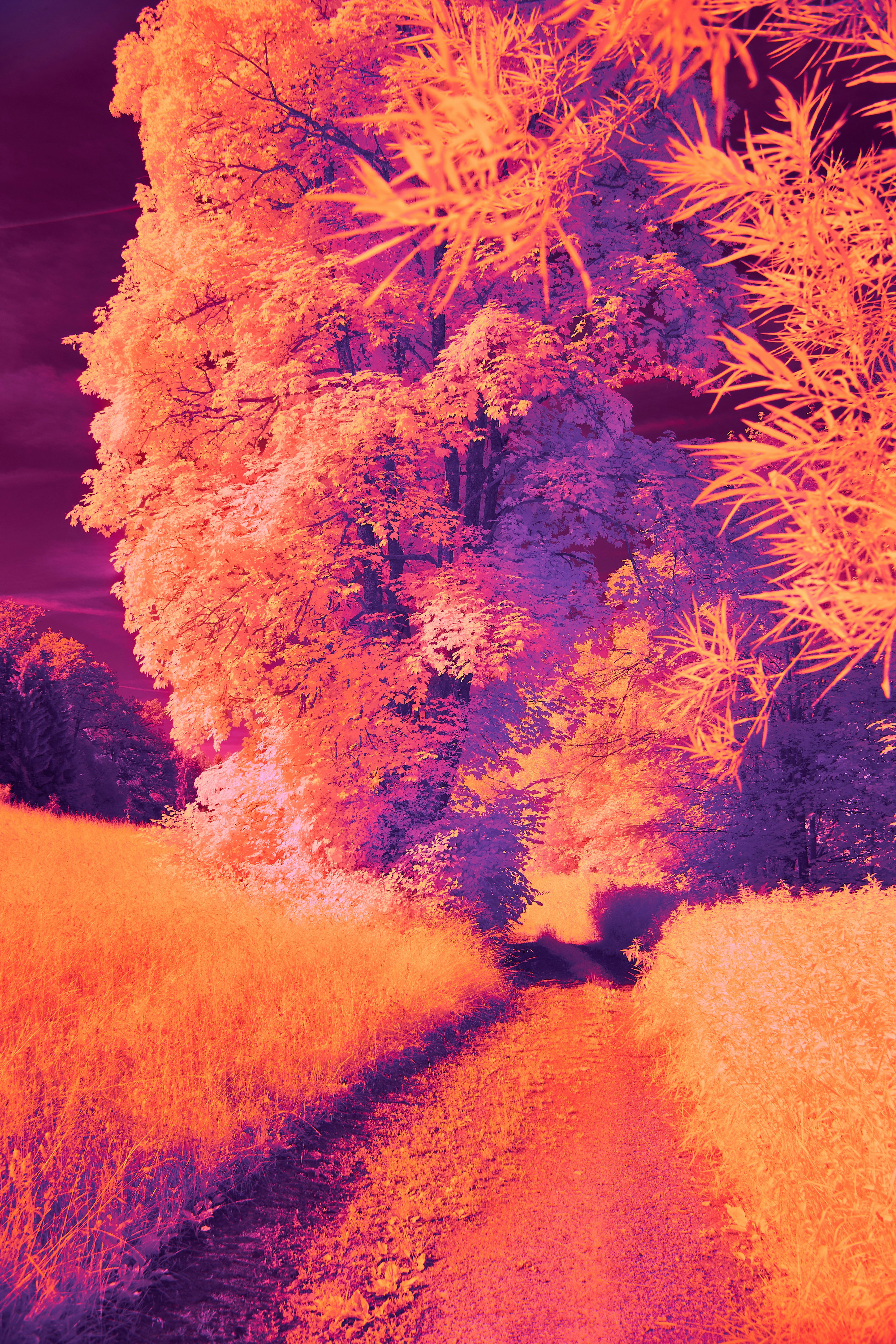 Photo by wolfgang_hasselmann