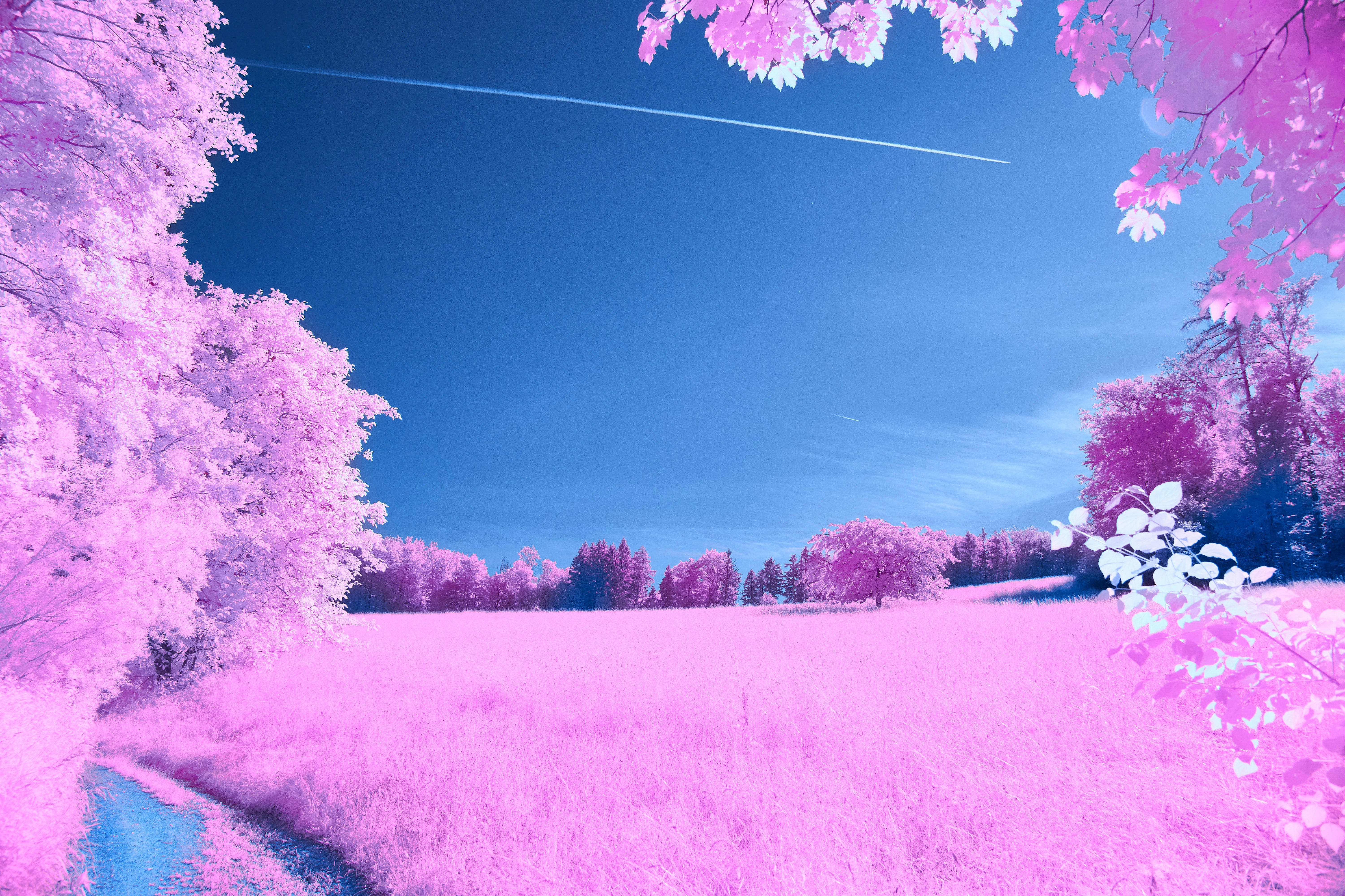 Photo by wolfgang_hasselmann