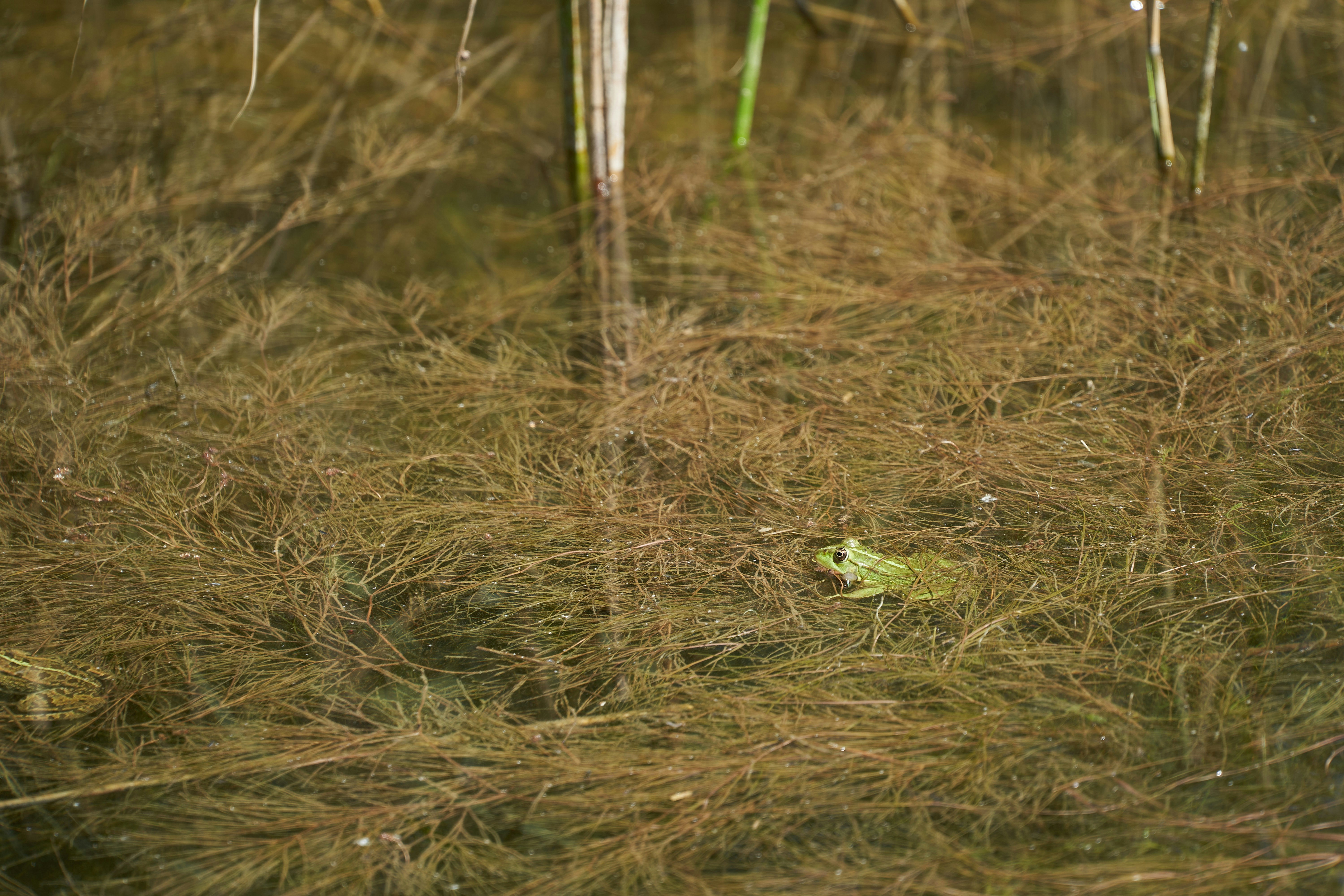 Photo by wolfgang_hasselmann