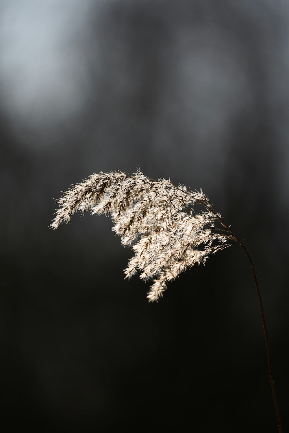 a close up of a fuzzy plant