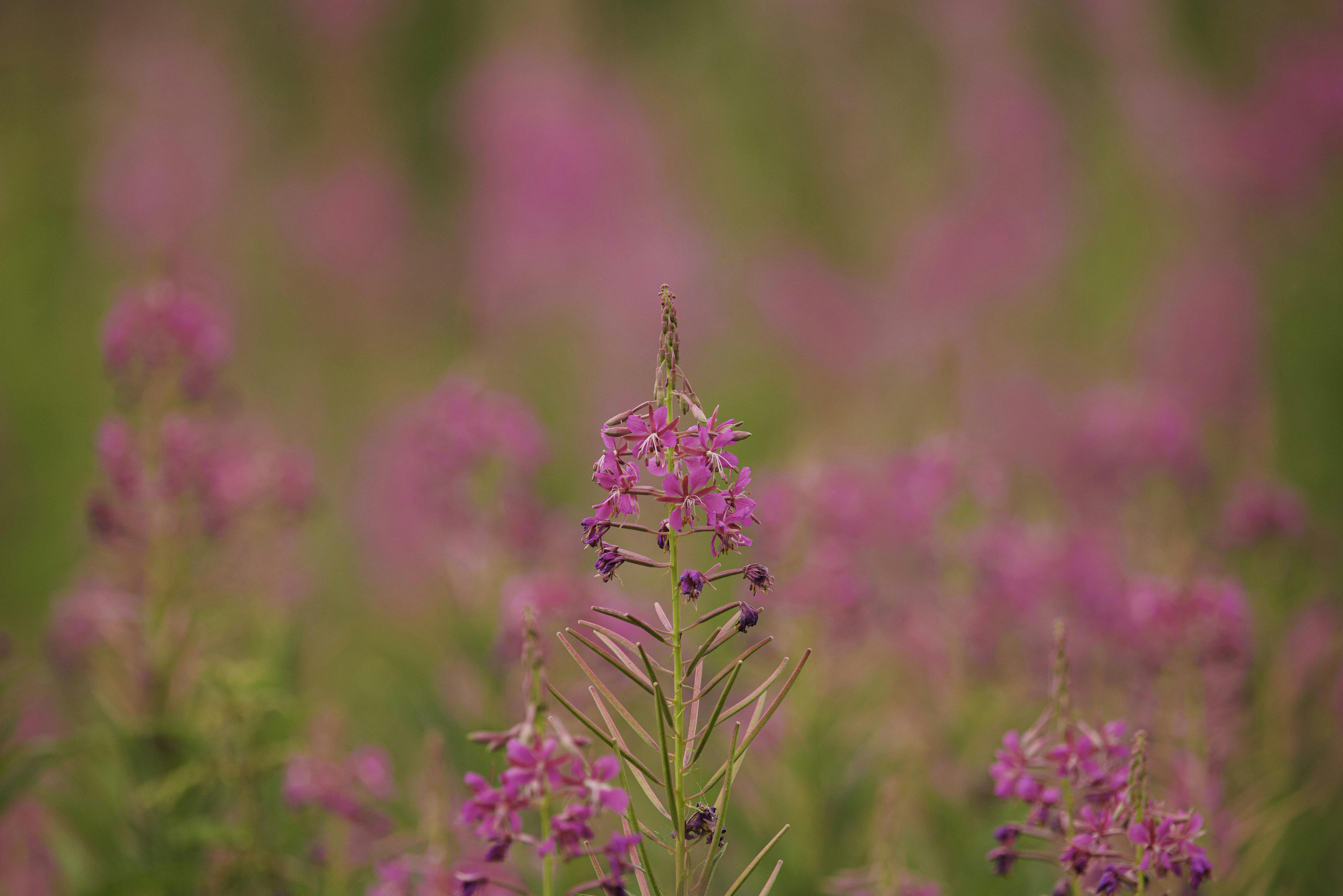 a close up of a flower