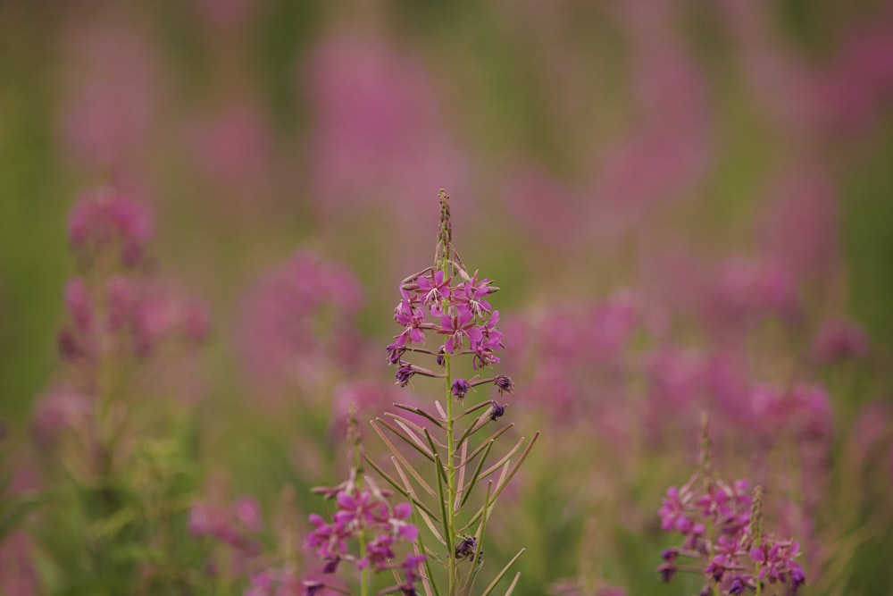 Un primer plano de una flor