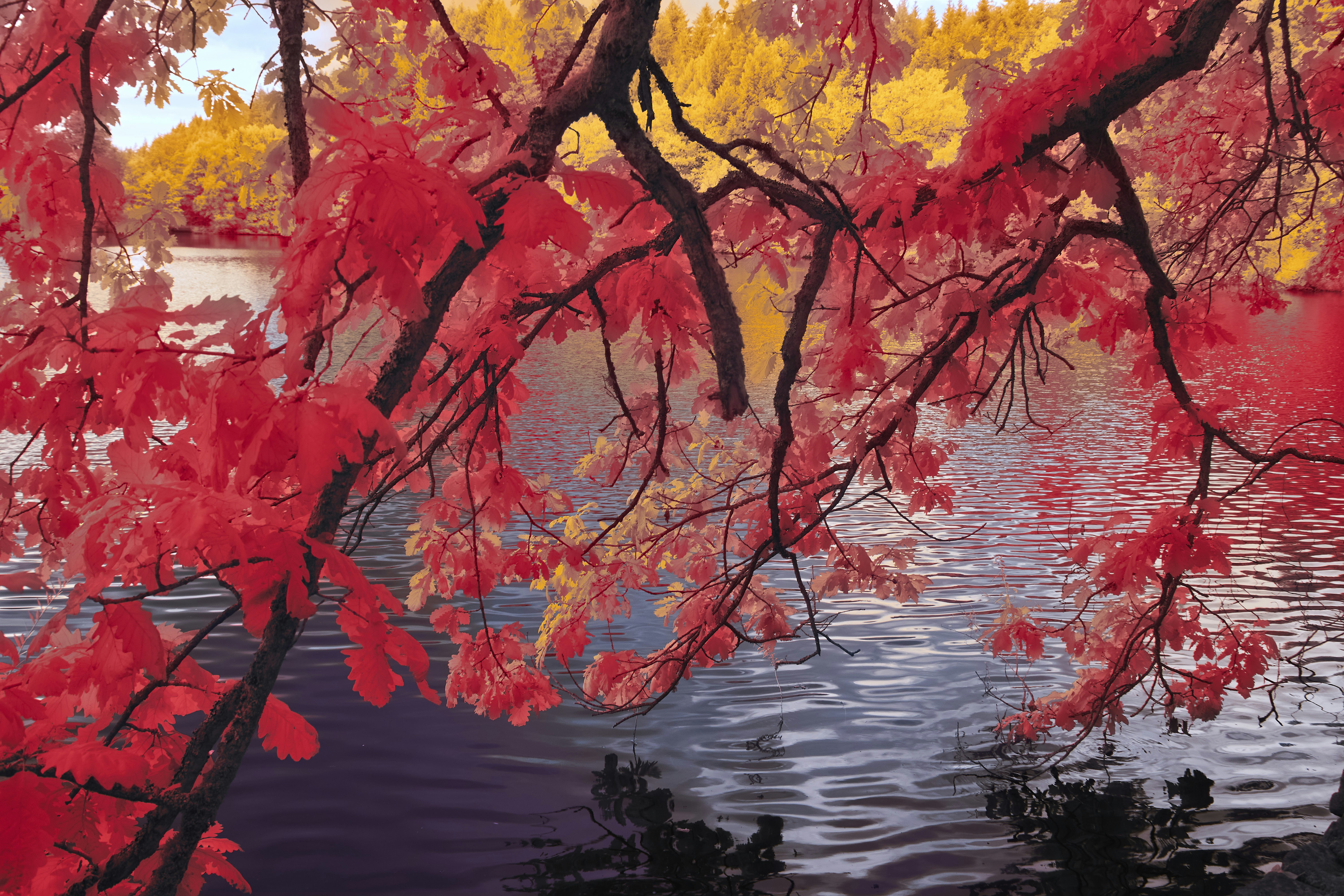 Photo by wolfgang_hasselmann