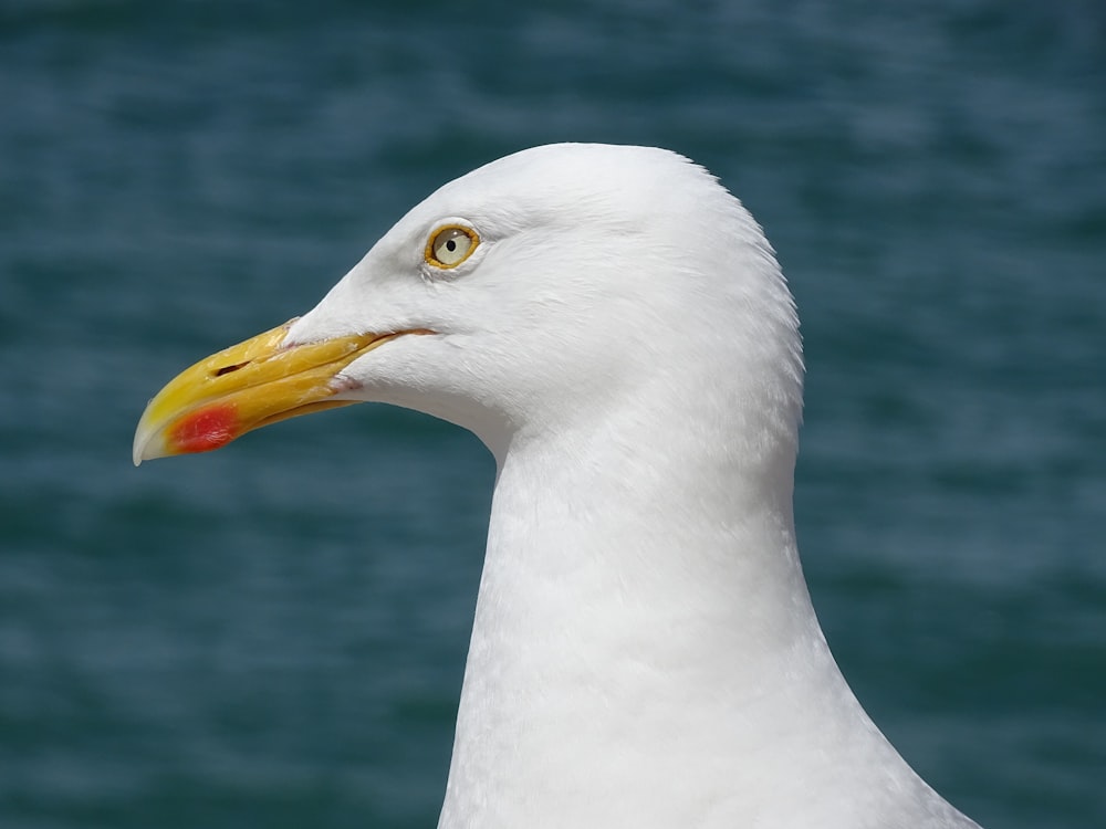 a white bird with yellow beak