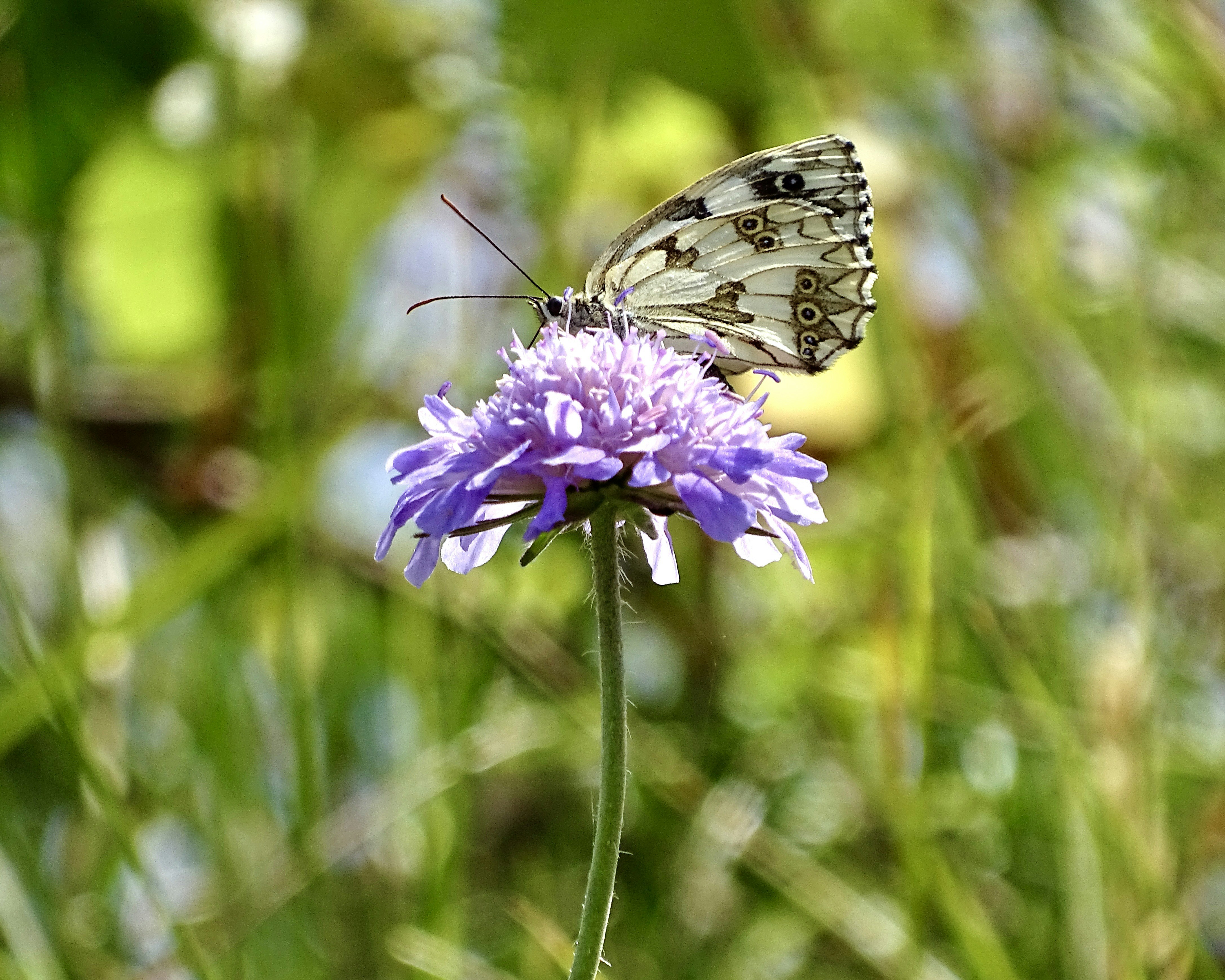 Photo by heracles1903