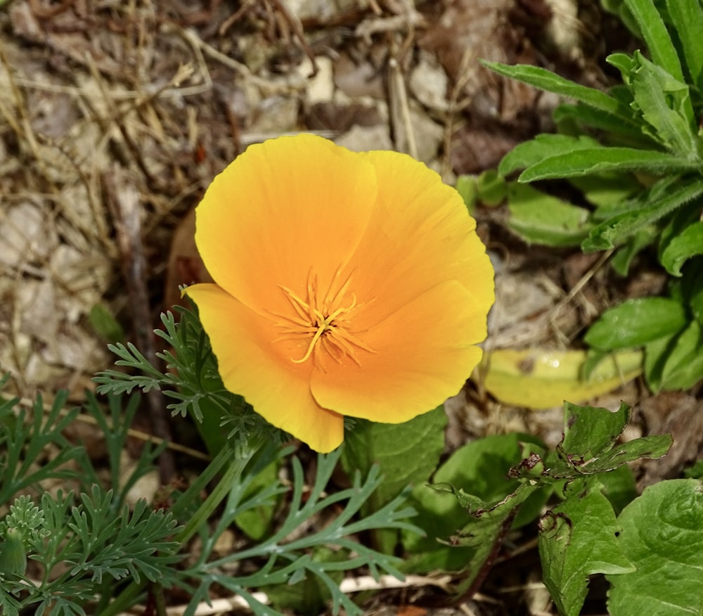a yellow flower in the dirt