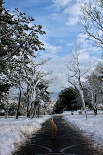 A cozy winter scene showing a happy dog walking safely on a clear, ice-free path treated with pet-safe ice salt.