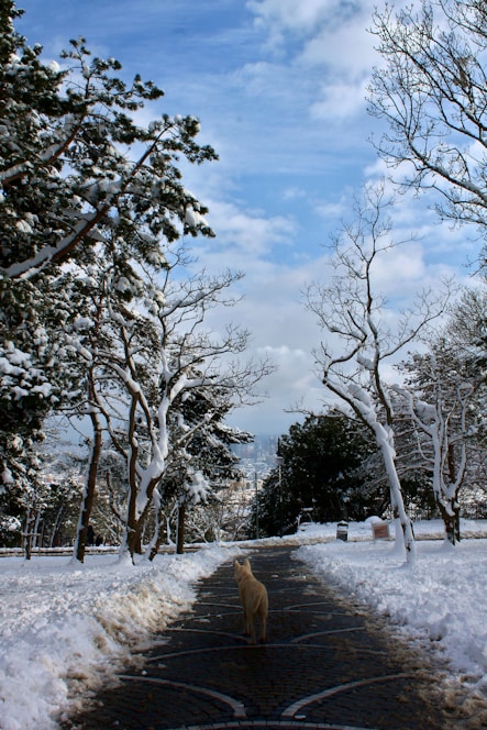 A cozy winter scene showing a happy dog walking safely on a clear, ice-free path treated with pet-safe ice salt.