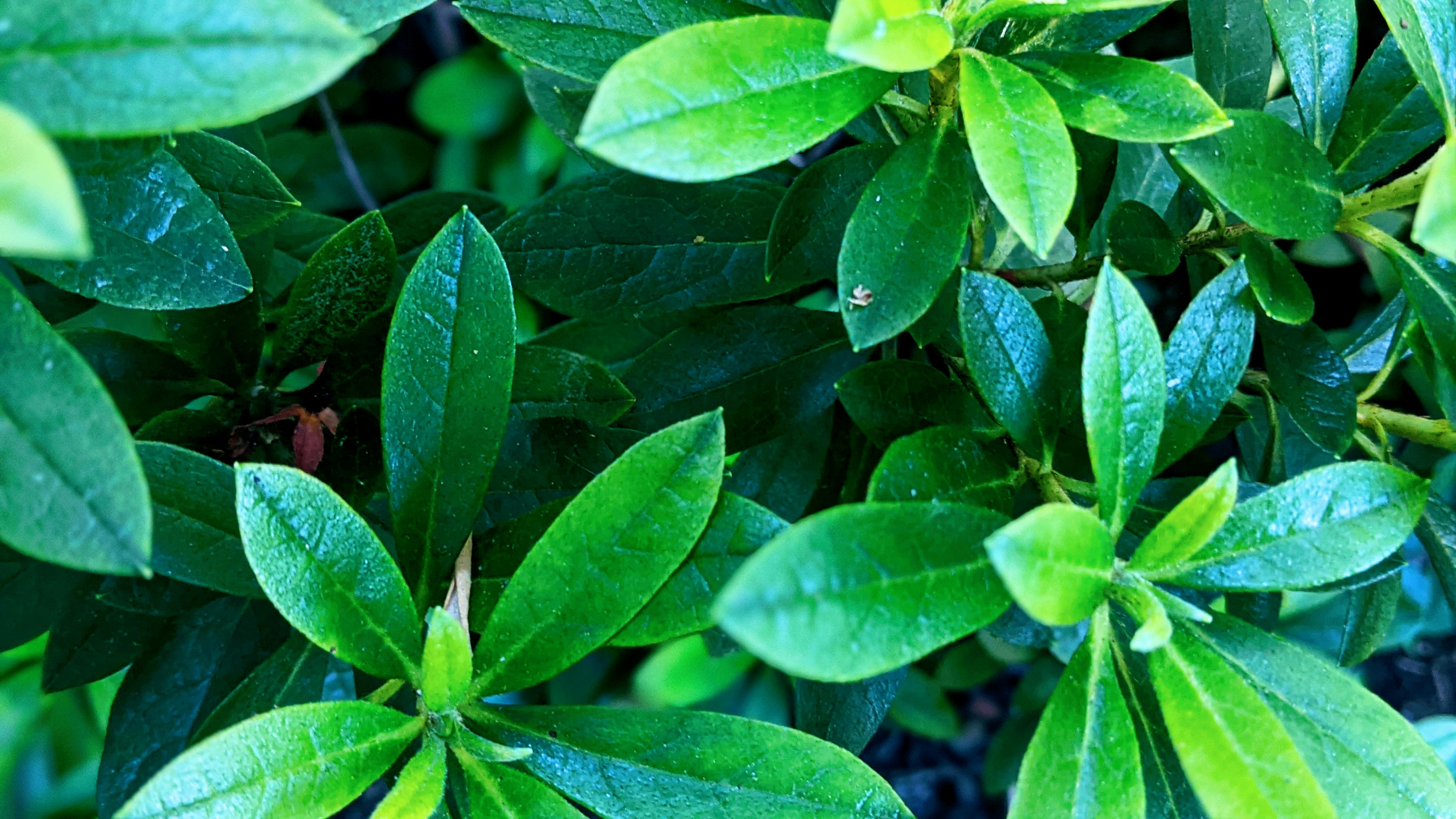 Eleuthero: The Adaptogen That Actually Works for Stamina & Stress