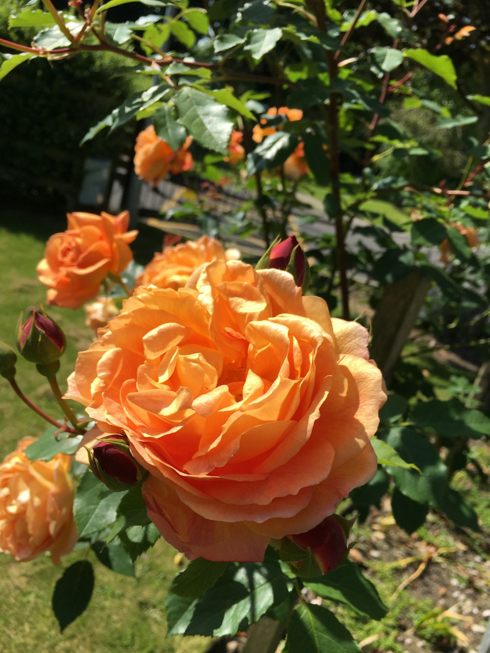 a close up of a flower