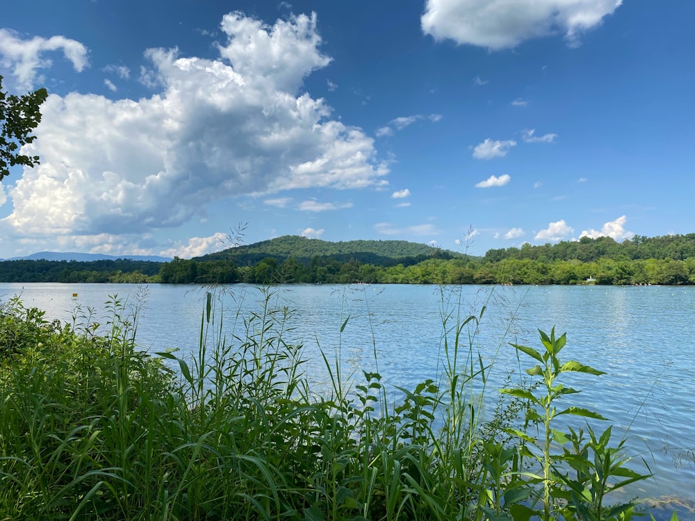 a body of water with plants and trees around it