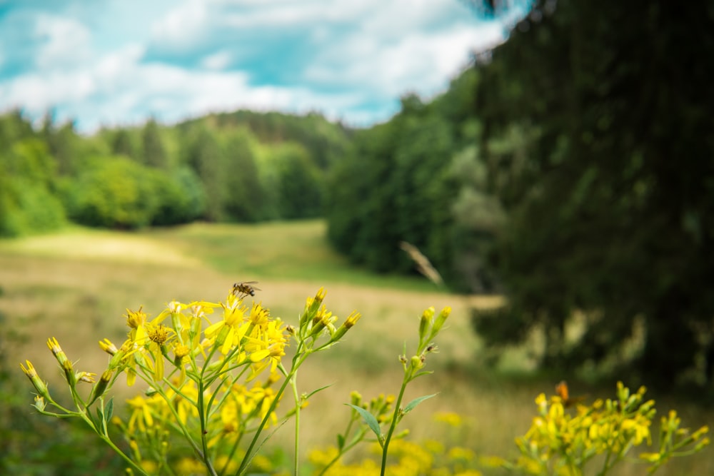 Un campo de flores