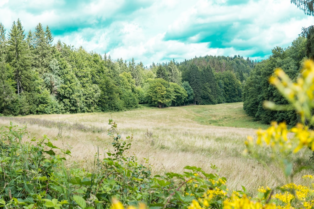 ein Feld mit Gras und Bäumen