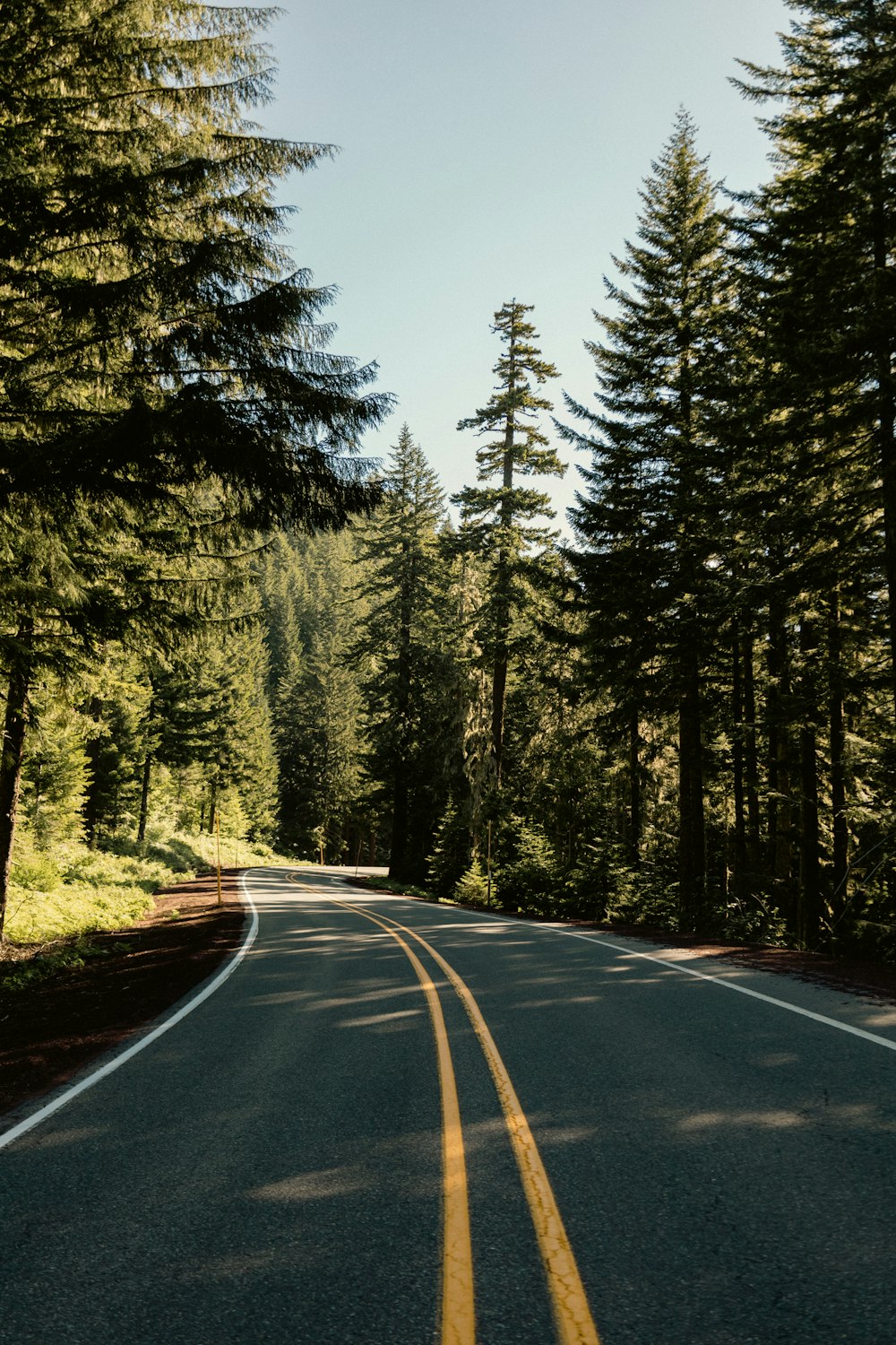 a road with trees on the side