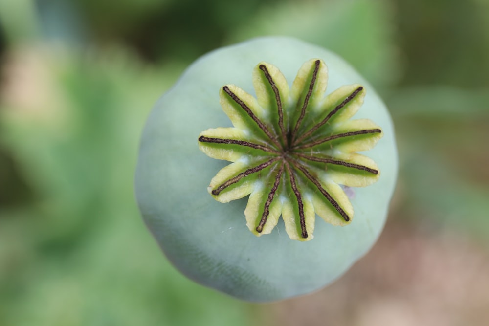 a close up of a flower