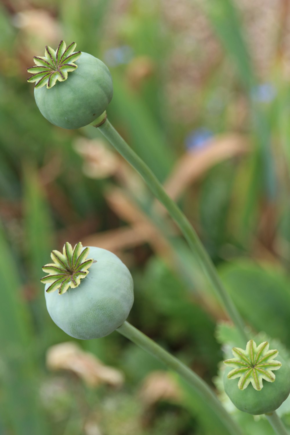 close up of a plant