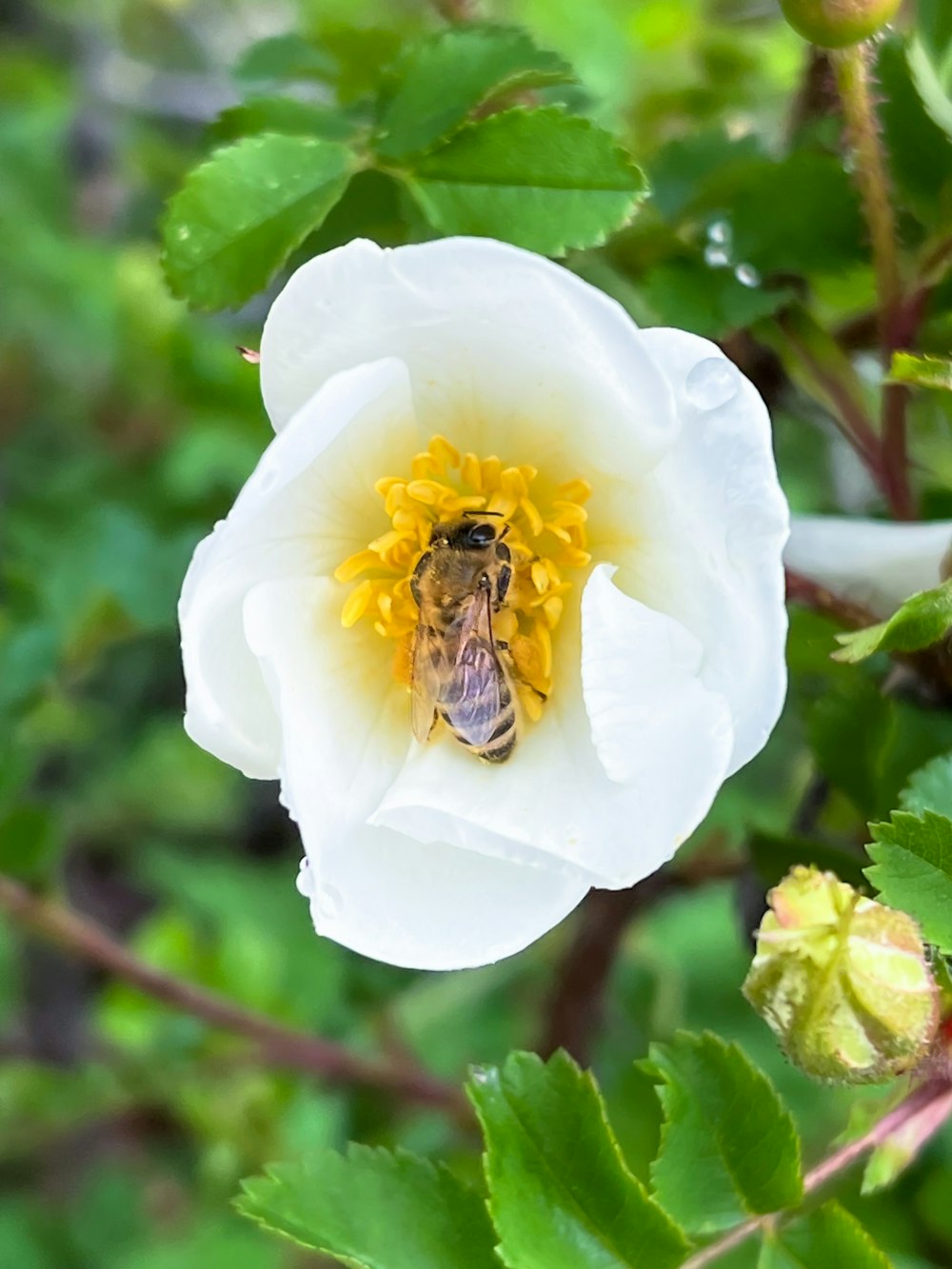 a bee on a flower