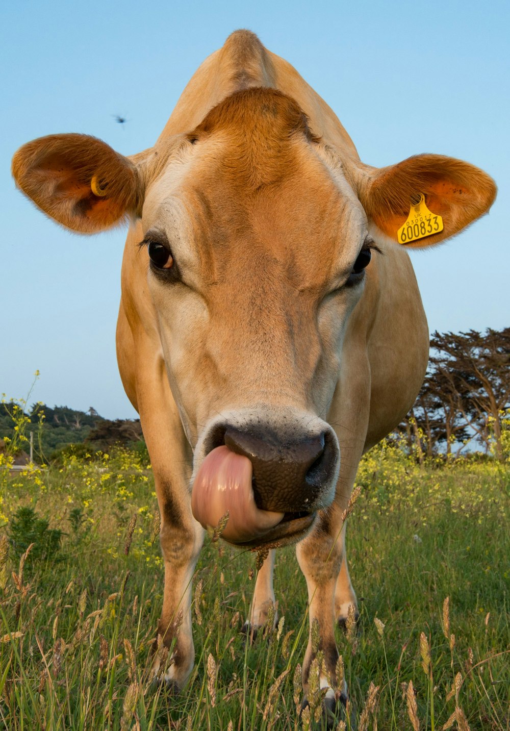 a cow with a yellow tag on its ear