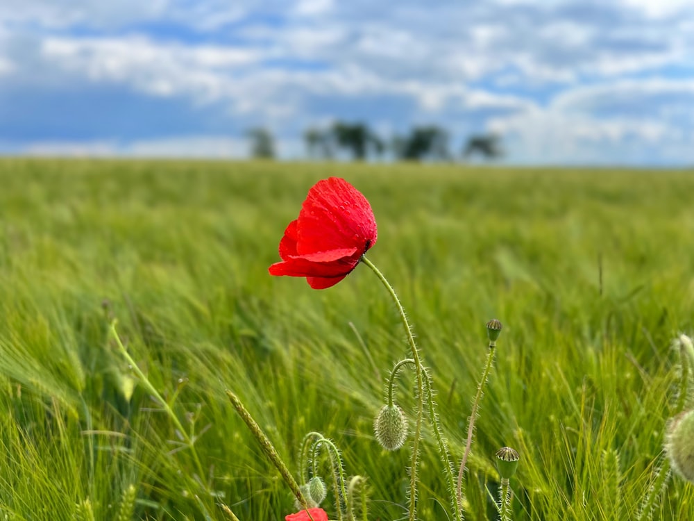 a red flower in a field